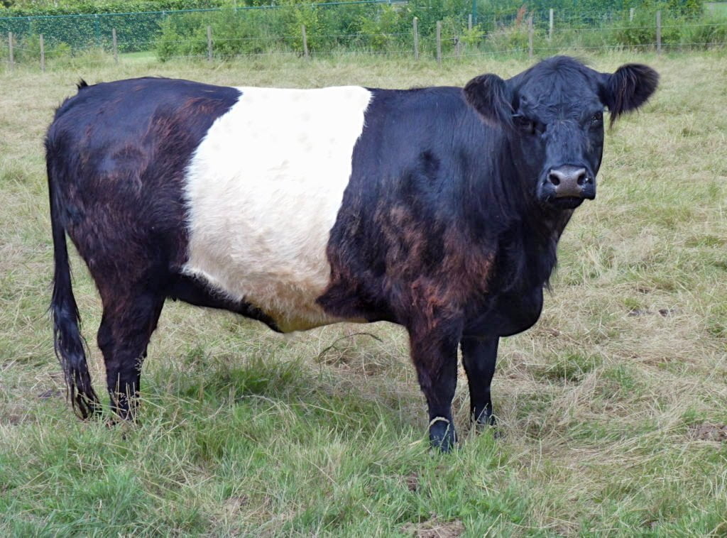 Belted Galloway beef.