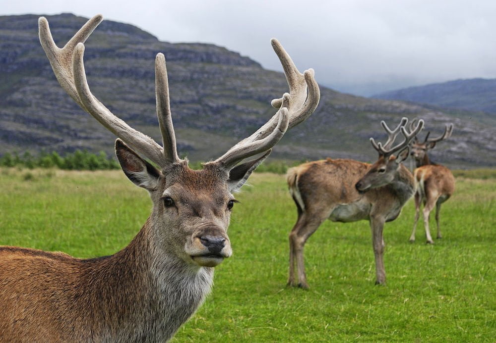 Scottish venison.